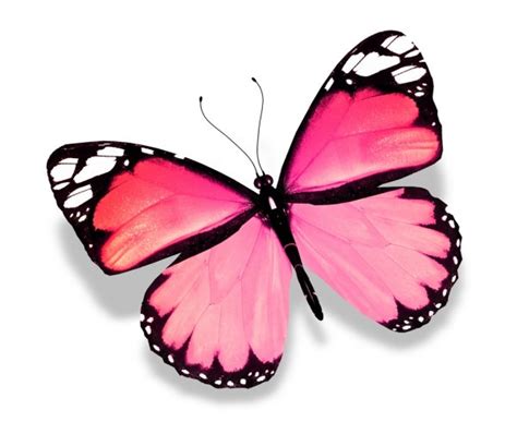 Pink Butterfly Isolated On White Background — Stock Photo © Suntiger