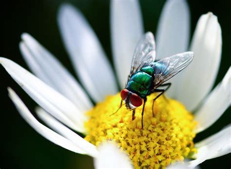 Banco De Imágenes Gratis Mirando Muy De Cerca Los Insectos De Mi