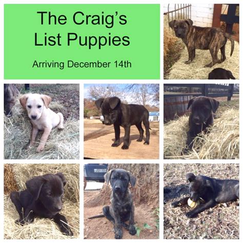 We did not find results for: pugs for sale near me craigslist