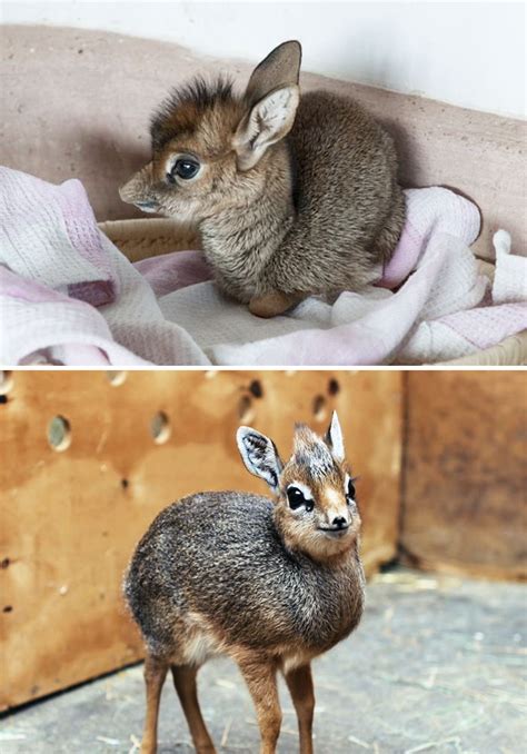 30 Adorable Rare Baby Animals Youve Never Seen Before