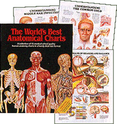 Human body, the physical substance of the human organism. Anatomical Chart Books - Human Anatomy - Human body