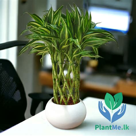 Plants In Sri Lanka Tables Plants For Homes And Offices Plantmelk