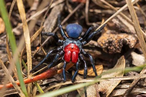 12 Most Venomous Spiders In The World Wildlife Explained