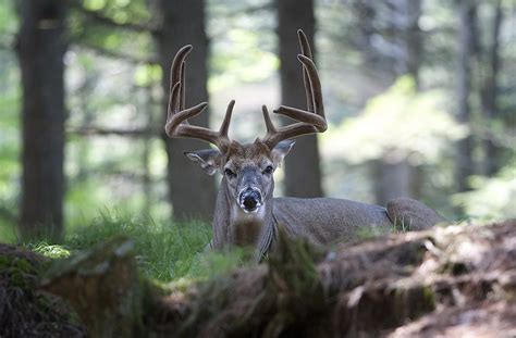 Maybe you would like to learn more about one of these? White-Tailed Deer Facts: Animals of North America - WorldAtlas