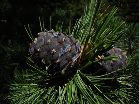 Pin Pinus Arbre Plantation Culture Et Entretien
