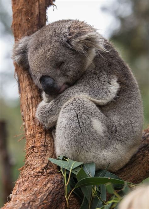 The 25 Best Koalas Ideas On Pinterest Koalas Baby