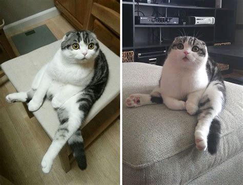 10 Purrfect Funny Pictures Of Cats Being Weird Viral Cats Blog