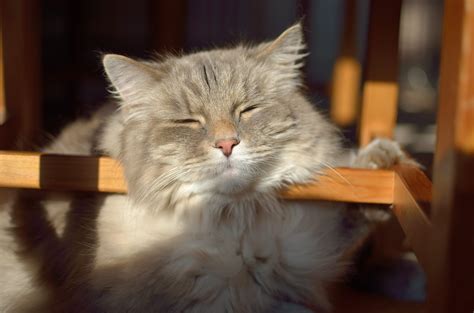 Free Images Kitten Fauna Nap Whiskers Vertebrate Tired Siberian