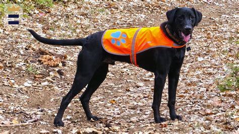 Последние твиты от craig kimbrel (@kimbrel46). The best reflective dog vest - Chicago Tribune
