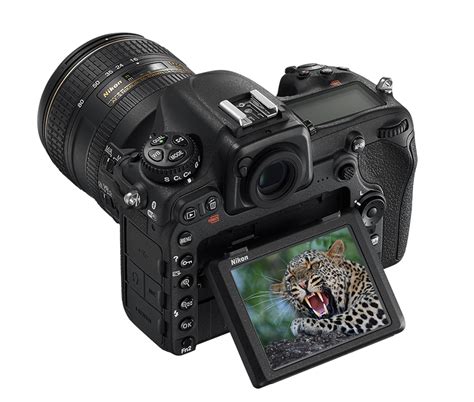 Nikon D500 Review The Best Wildlife Camera We Have Ever Used
