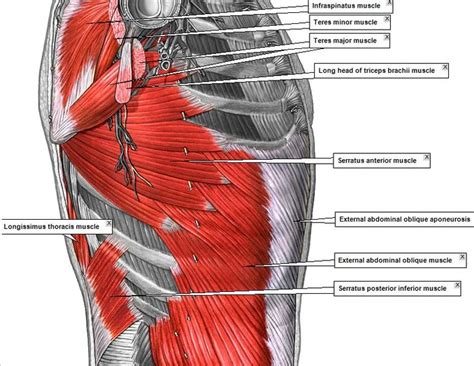 Back pain is common and might be caused by a problem with a muscle. Lateral_Abdomen_&_Back_Muscles.jpg | Anatomy, Muscle, Abdomen