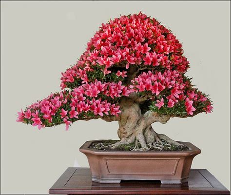 In either case, it may have. Indoor Flowering Bonsai Tree Uk | Home and Garden Designs