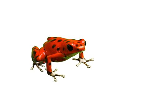 Poison Dart Frog Png Free Download Png Svg Clip Art For Web Download