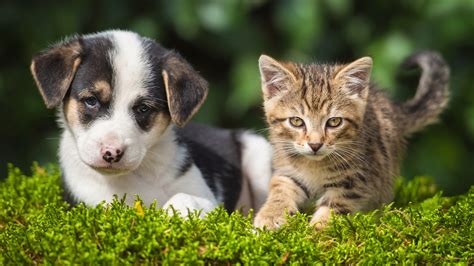 Plus De 1 000 Chiens Et Chats Disponibles Pour 25 Adoptions Au Centre