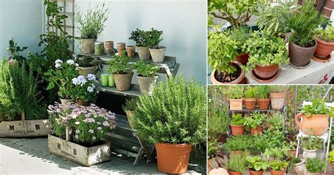 A traditional herb knot garden. 7 Apartment Herb Garden Tips | Apartment Gardening ...