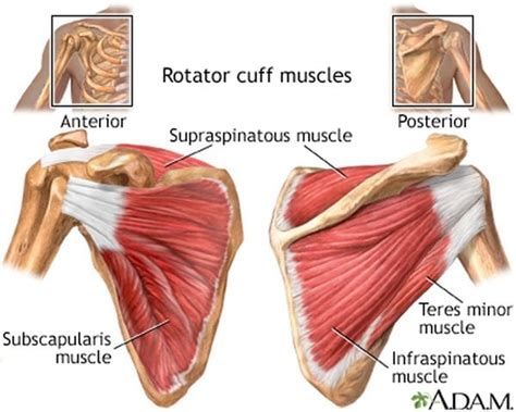 4 Rotator Cuff Exercises That You Should Be Doing And Why Legion