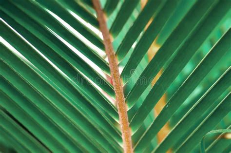 Palm Leaf Macro Stock Photo Image Of Foliage Frond 92264946