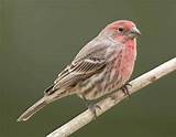 House Finch Call Song