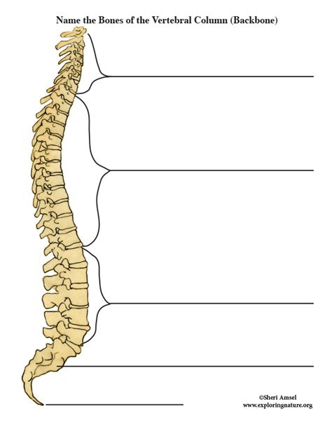 The lower part of the trapezius ascends and depresses the scapula, while the transverse or middle region of the trapezius is what retracts the. Label the Parts of the Backbone (Vertebral Column)