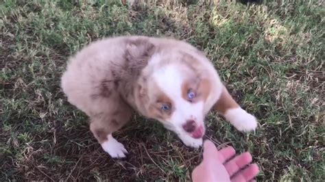 Rewinds Red Merle Male Toy Aussie At Lindseys Aussies Youtube