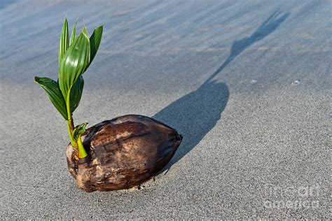 Beached Coconut Sprouting Photograph By Inga Spence Fine Art America
