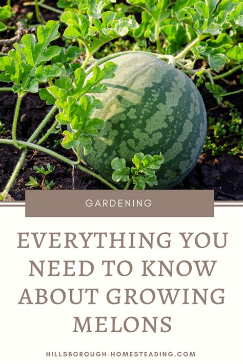 how to grow melons from seed in containers vegetable garden homesteading permaculture organic in