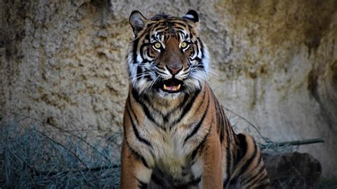 Meet Dari And Gusti The Memphis Zoos New Sumatran Tigers