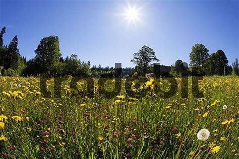 Flowers In Meadow Bavaria Germany Download Nature