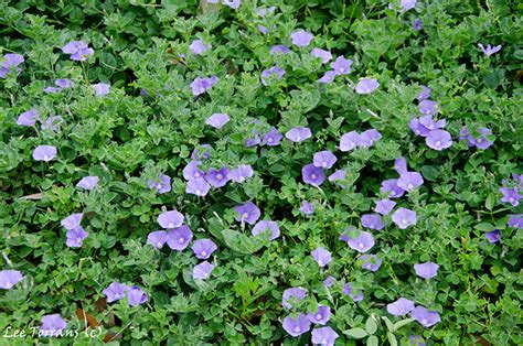 Shop online flowers at send flowers! Hardy Morning Glory a ground cover | Perennial garden ...