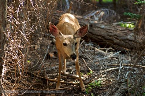 Deer In The Forest At Sequoia National Park Desktop Wallpaper