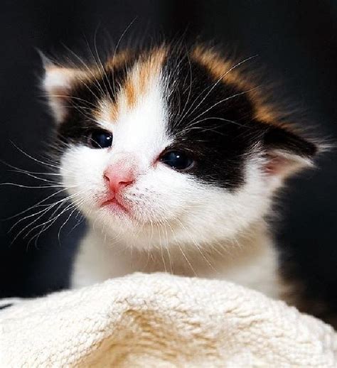 The 100 Cutest Animals Of All Time List Inspire Cute Kittens Kittens