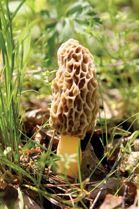 Morel Mushrooms Of Deliciousness Utterly Engaged