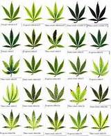 Pictures of Where Can I Get A Marijuana Plant