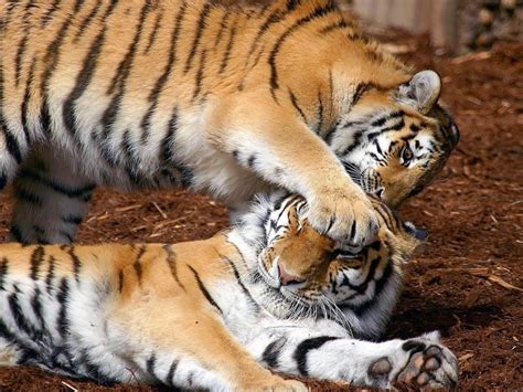 Tigers Playing Wild Animals Wallpaper 2785497 Fanpop