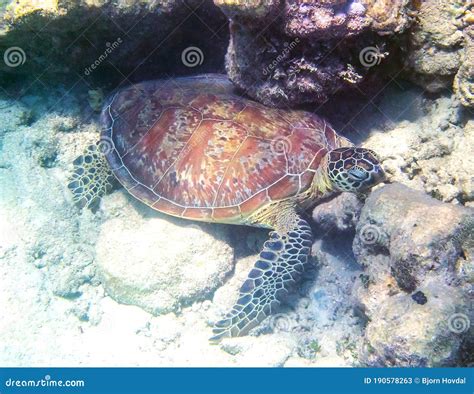 Green Sea Turtle At Green Island In Australia Stock Image Image Of