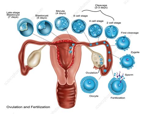 ovulation and fertilization illustration stock image f031 7433 science photo library