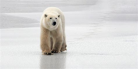 New Greenland Polar Bears Found