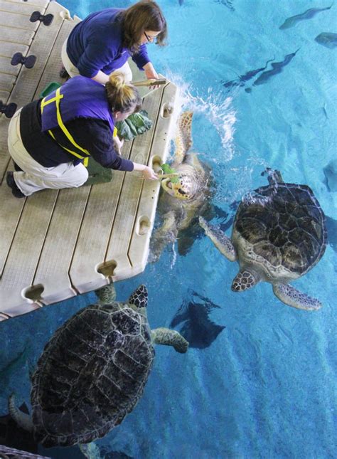 Face To Face Experience With A Bale Of Sea Turtles At Adventure