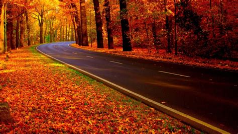 Concrete Road Between Colorful Autumn Trees Forest During Fall Season