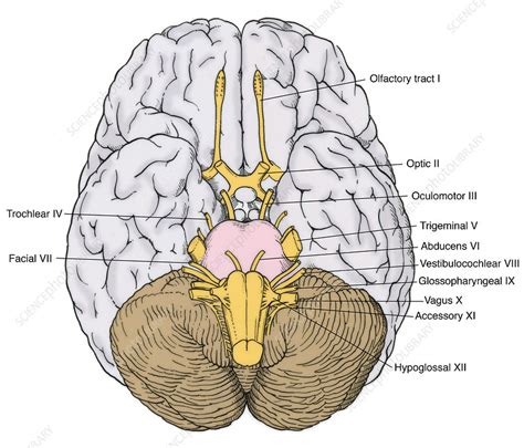 Illustration Of Cranial Nerves Stock Image C0172643 Science Photo Library