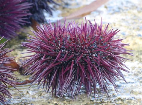 Sea Urchin Embryology