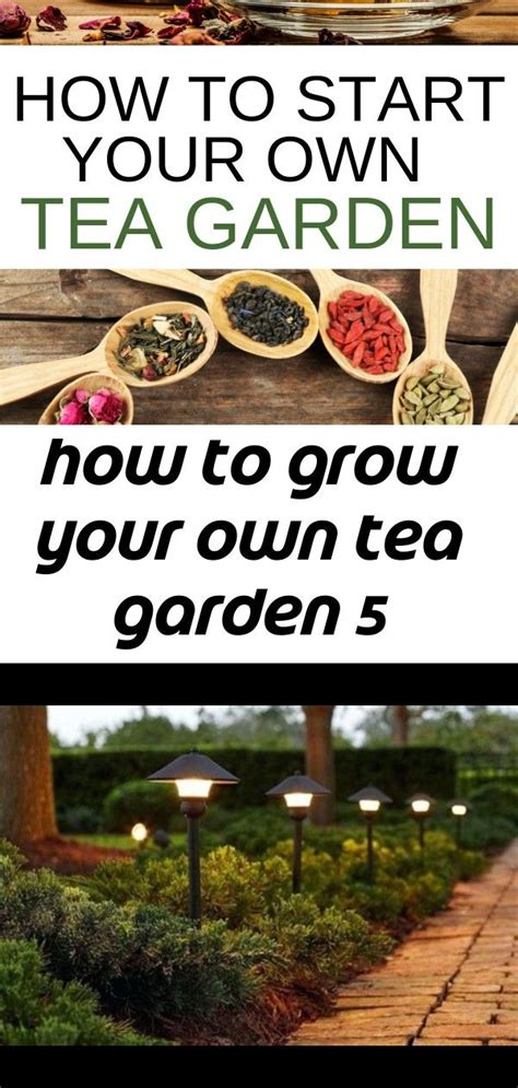 How To Grow Your Own Tea Garden 5 Tea Garden Homemade Garden