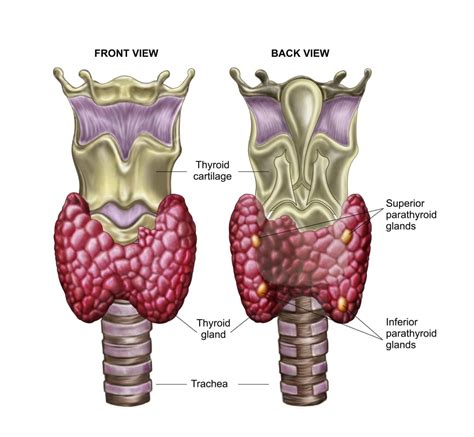 Anatomy Of Thyroid Gland With Larynx Cartilage Poster Print 14 X 13