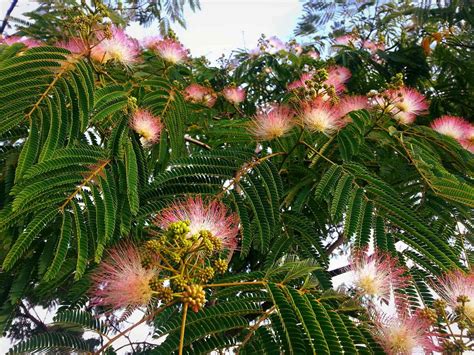 Top 10 Trees That Attract Hummingbirds