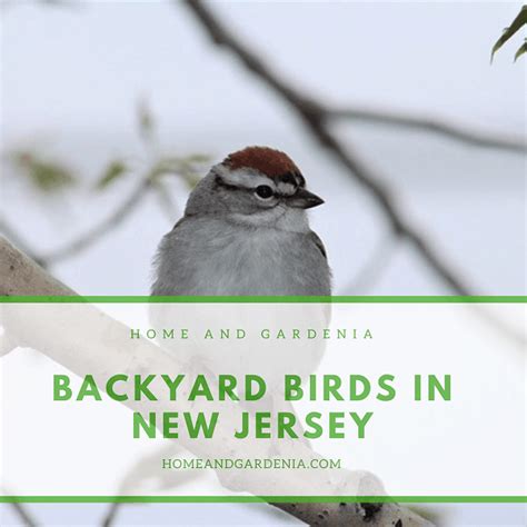 40 Beautiful Backyard Birds In New Jersey With Pictures