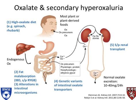 Oxalate And Secondary Hyperoxaluria 1 High Oxalate Grepmed