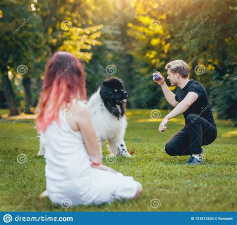 Newfoundland Dog Plays With Man And Woman Stock Photo Image Of