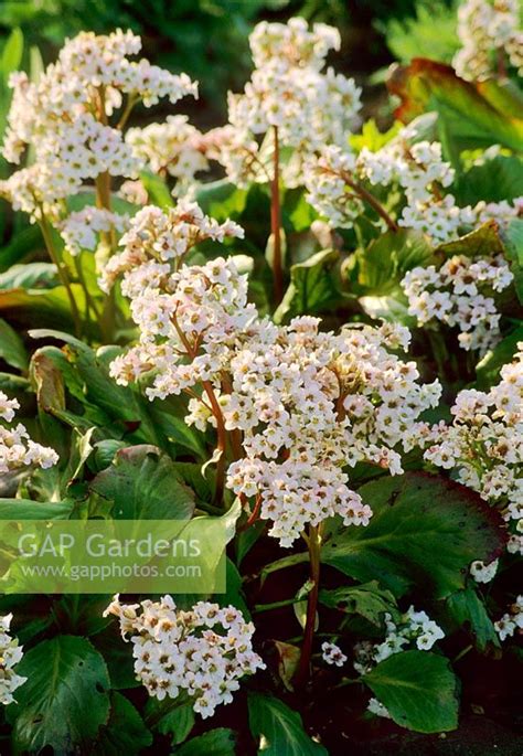 Gap Gardens Bergenia Bressingham White Image No 0071994 Photo By Marcus Harpur