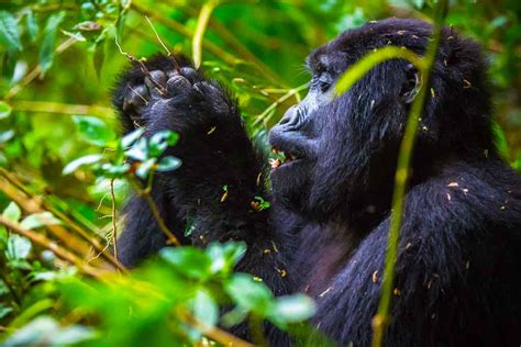 Food And Foraging Of Mountain Gorillas What Do Gorillas Feed On