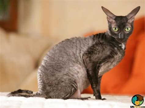 Cornish Rex Cat Breed Ukpets